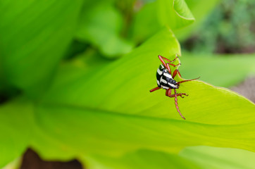 Head Of Logicorn On Turmeric Leaf