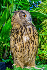 Owl in the garden simulation. It is a popular pet in Thailand.