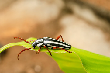 Side Of Longhorn Beetle On Turmeric Leaf