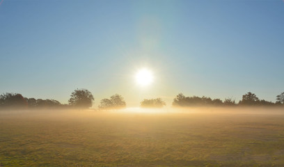 Fototapeta na wymiar sun and fog on a field with trees