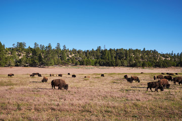 Fototapeta na wymiar Bison in field