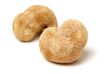 hericium erinaceus on white background