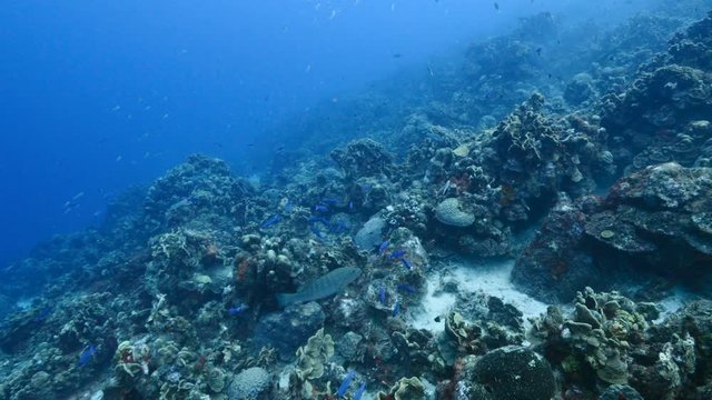 Seascape of coral reef in the Caribbean Sea around Curacao with Grouper, coral and sponge