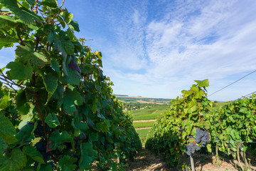 Fototapeta na wymiar Champagne vineyards at montagne de reims