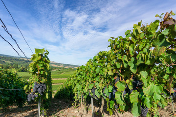Fototapeta na wymiar Champagne vineyards at montagne de reims