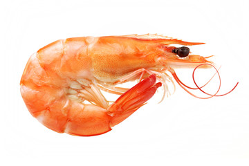 shrimps on a white background