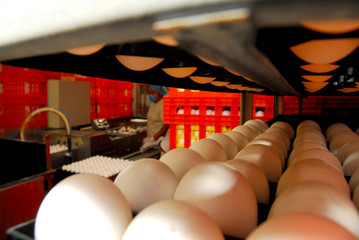 Naklejka premium Eggs production