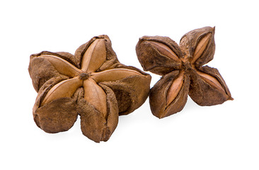 Star Bean Inca. Dry star Incas bean on white background