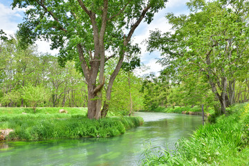 長野　新緑の安曇野の清流