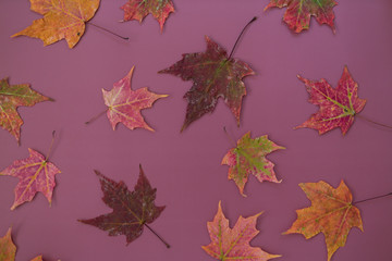 Colorful Fall Maple Leaves on Dark Purple Background, Styled, Copy Space