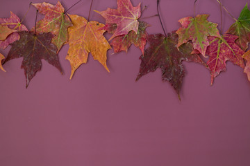 Colorful Fall Maple Leaves on Dark Purple Background, Styled, Copy Space