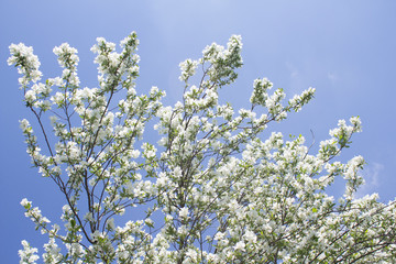 Flowering Crabapple