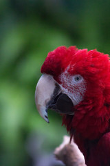 Scarlet Macaw