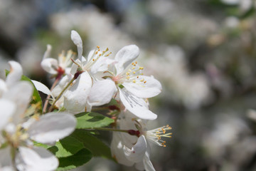 Flowering Crabapple