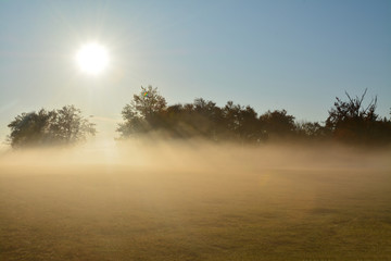 autumn morning with fog in the field