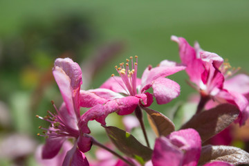 Flowering Crabapple