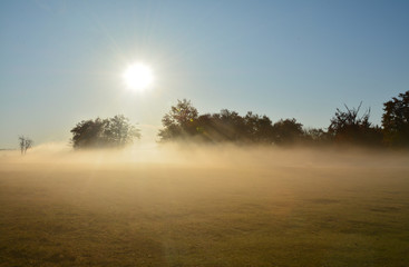 Fototapeta na wymiar sun and fog on a field with trees