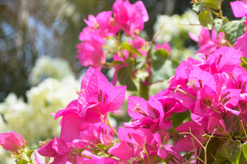 beautiful bougainvillea White and pink flowers in garden, flora blossom pollen close up. natural background wallpaper plant leaf