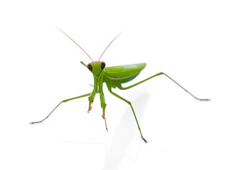 Vector insect, rice color, white background