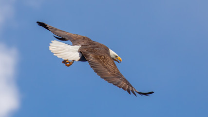 Bald Eagle in Flight