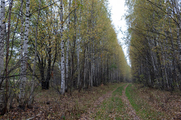 Naklejka premium road in forest