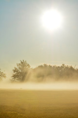 fog among the trees of the field in the morning