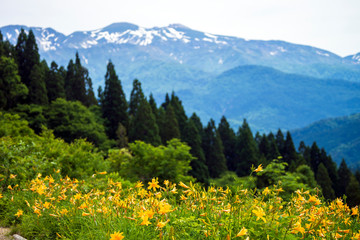 ニッコウキスゲが咲く白山高山植物園と白山