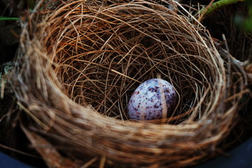 bird nest with egg in the garden