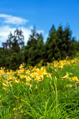Obraz premium ニッコウキスゲが咲く白山高山植物園