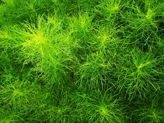 Beautiful green grass plant. Beautiful green grass texture.