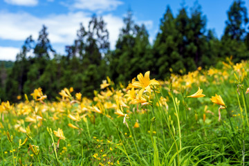 Obraz premium ニッコウキスゲが咲く白山高山植物園