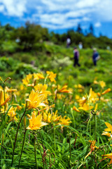 ニッコウキスゲが咲く白山高山植物園