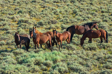 Wild Horses, Bureau of Land Management, Wild Horse Range, Rock Springs Wyoming