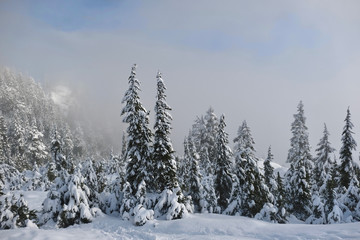 Winter or Christmas landscape. Trees under heavy fresh snow. Seymour Mountain Park. Ski resort in North Vancouver. British Columbia. Canada.