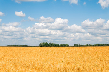 wheat field and blue sky