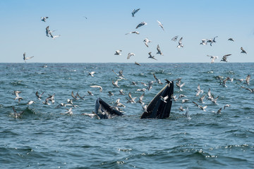 Naklejka premium Bryde's Whale at Bangtaboon Thailand
