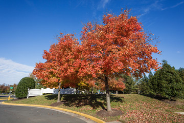 Naklejka premium 紅葉