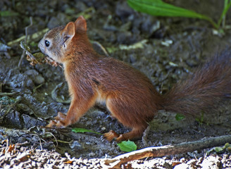 молодая белка на краю леса