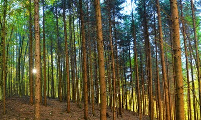 Fototapeta na wymiar landscape in a pine forest