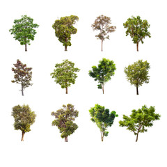 Collections green trees isolated on white background