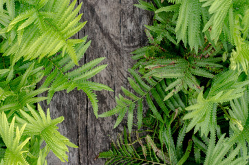Fern Green plants and wood floors are separated by top view.