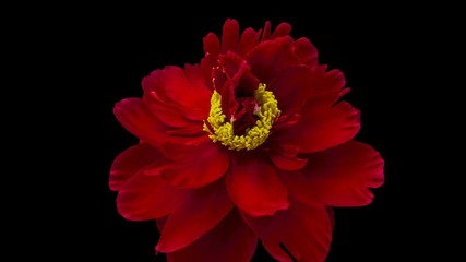 Timelapse of beautiful red flower blooming on black background. 4K
