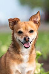 Happy Puppy in summer