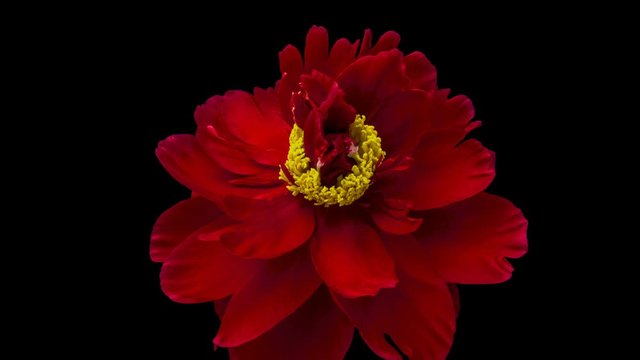 Timelapse of beautiful red flower blooming on black background. 4K