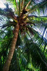Obraz premium The bottom of a coconut tree - Vietnam fall of 2019