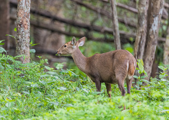 Deer in the rainy season look healthy, probably because they have a lot of food