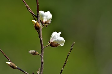 グリーンバックに咲く見頃のモクレンの花