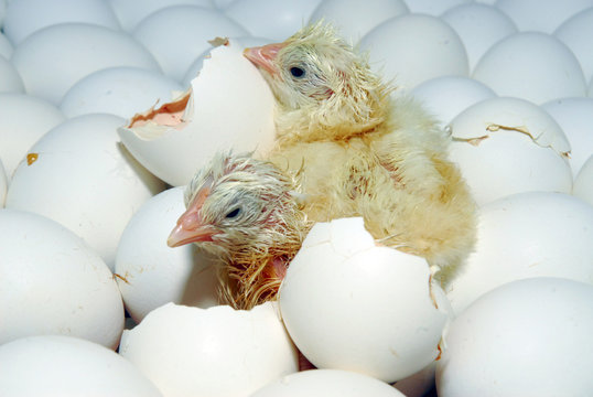 chicken and quail eggs