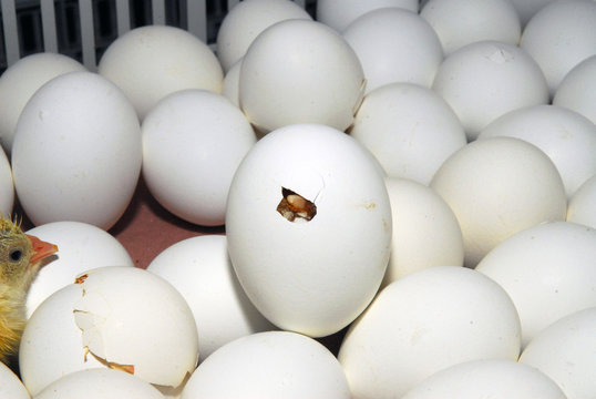 chiken being birthed