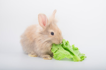 Cute light brown rabbits are eating delicious green lettuce and have a white background. In the health care concept